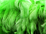 1/2 Lb. - 18-24" Lime Green Large Ostrich Wing Plume Wholesale Feathers (Bulk)