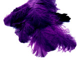 10 Pieces - 18-24" Purple Large Prime Grade Ostrich Wing Plume Centerpiece Feathers