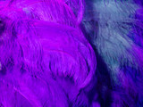 10 Pieces - 18-24" Purple Large Prime Grade Ostrich Wing Plume Centerpiece Feathers