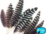 6 Pieces - Small Natural Wild Turkey Chinchilla Wing Quill Feathers