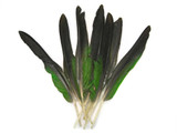 4 Pieces - Green And Grey Amazon Parrot Wing Feathers -Rare-
