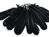 6 Pieces - Black Turkey Rounds Secondary Wing Quill Feathers