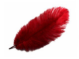 10 Pieces - 11-13" Burgundy Bleached & Dyed Ostrich Drabs Body Feathers