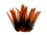 10 Pieces - Orange Dyed BLW Laced Long Rooster Cape Whiting Farms Feathers