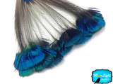 1 Bunch - Blue Iridescent Peacock Whole Crown / Corona Feather