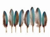 10 Pieces - Natural Light Blue Common Kingfisher Mini Wing Feathers