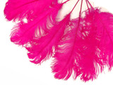 1/2 Lb - 12-16" Hot Pink Ostrich Tail Wholesale Fancy Feathers (Bulk)