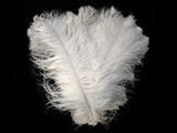2 Pieces - 25-29" White X-Large Ostrich Wing Plumes Centerpiece Feathers