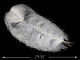 2 Pieces - 29-35" White X-Large Ostrich Wing Plumes Centerpiece Feathers