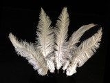 20 Pieces - Off White Mini Spads Ostrich Chick Body Feathers