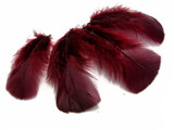 1/4 Lb - Burgundy Turkey T-Base Wholesale Body Plumage Feathers (Bulk)