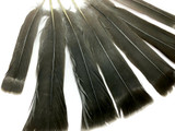 5 Pieces - Black with Gray Ruffed Grouse Tail Feathers