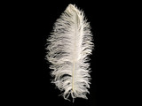 1/2 Lb. - 18-24" Off White Large Ostrich Wing Plume Wholesale Feathers (Bulk)