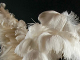 1/2 Lb. - 18-24" Off White Large Ostrich Wing Plume Wholesale Feathers (Bulk)