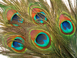 500 Pieces - 10-12" Natural Iridescent Green Peacock Tail Eye Wholesale Feathers (Bulk)
