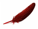 10 Pieces - Dyed Red Polka Dot Guinea Fowl Wing Quill Feathers