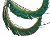 50 Pieces - 10-12" Natural Iridescent Green Peacock Swords Cut Wholesale Feathers (Bulk)