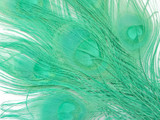 50 Pieces - Aqua Green Bleached & Dyed Peacock Tail Eye Wholesale Feathers (Bulk)