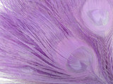 100 Pieces - Lavender Bleached & Dyed Peacock Tail Eye Wholesale Feathers (Bulk)