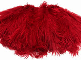 10 Pieces - 14-17" Red Ostrich Ostrich Dyed Drab Body Feathers