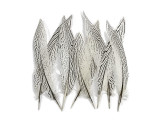 10 Pieces - 10-12" Natural Silver Tail Pheasant Feathers