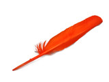 6 Pieces - Orange Turkey Pointers Primary Wing Quill Large Feathers