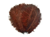 10 Pieces - 8-10" Brown Ostrich Dyed Drabs Feathers