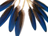 4 Pieces - Small Natural Blue Scarlet Macaw Wing Rare Feathers