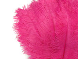 10 Pieces - 14-17"  Hot Pink Ostrich Dyed Drab Body Feathers