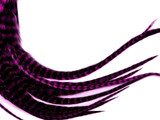 1 Dozen - Medium Magenta Grizzly Rooster Saddle Whiting Hair Extension Feathers