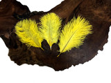 1 Pack - Yellow Ostrich Small Confetti Feathers 0.3 Oz