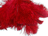 10 Pieces -  12-16" Red Dyed Ostrich Tail Fancy Feathers
