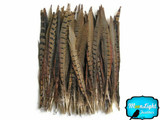 Brown and black striped pheasant feathers