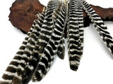 6 Pieces - Natural Barred Wild Turkey Merriam Primary Wing Pointer Quill Feathers