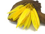 1 Pack - Yellow Dyed Duck Cochettes Loose Wing Quill Feather 0.30 Oz.