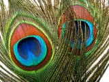 50 Pieces - 35-40" Natural Long Iridescent Peacock Tail Eye Wholesale Feather (Bulk)