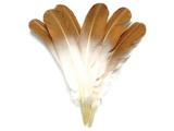 6 Pieces - Gold Tipped Metallic Spray Painted White "Imitation Eagle" Turkey Tom Rounds Secondary Wing Quill Feathers