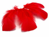 1/4 Lb - Fall Mix Turkey T-Base Plumage Wholesale Feathers (Bulk)