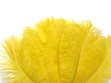 10 Pieces - 14-17" Yellow Ostrich Dyed Drab Body Feathers