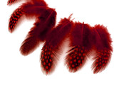 1/4 Lb - Red Guinea Hen Plumage Polka Dot Feathers Wholesale (Bulk)