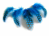 1/4 Lb - Turquoise Blue Guinea Hen Plumage Polka Dot Feathers Wholesale (Bulk)