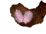 Wholesale Pack - Light Pink Ostrich Small Confetti Feathers (Bulk)