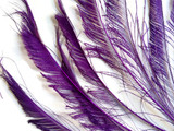 50 Pieces - Purple Bleached & Dyed Peacock Swords Cut Wholesale Feathers (Bulk)