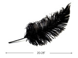 10 Pieces - 20-28" Black Ostrich Spads Large Feathers
