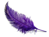 1/2 Lb - Purple Large Ostrich Spads Wholesale Feathers 20-28" (Bulk)