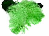 1/2 Lb - 12-16" Lime Green Ostrich Tail Wholesale Fancy Feathers (Bulk)