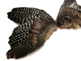 1 Pair - Natural Wild Barred Merriam Turkey Complete Large Wing Feathers (bulk)