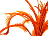 1 Yard - Orange Goose Biots Stripped Wing Wholesale Feather Trim