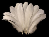 1/4 Lb - Ivory Goose Nagoire Wholesale Feathers (Bulk)