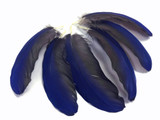 Blue and black small exotic feathers